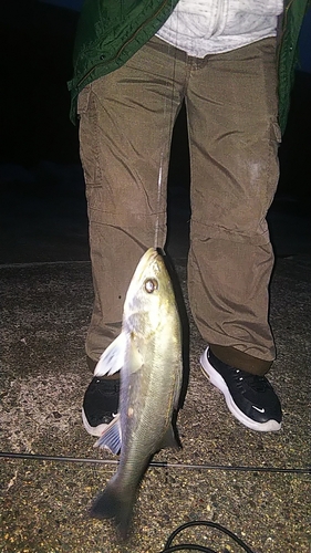 フッコ（マルスズキ）の釣果