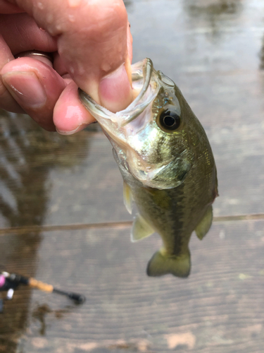 ラージマウスバスの釣果