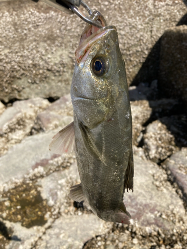 セイゴ（タイリクスズキ）の釣果