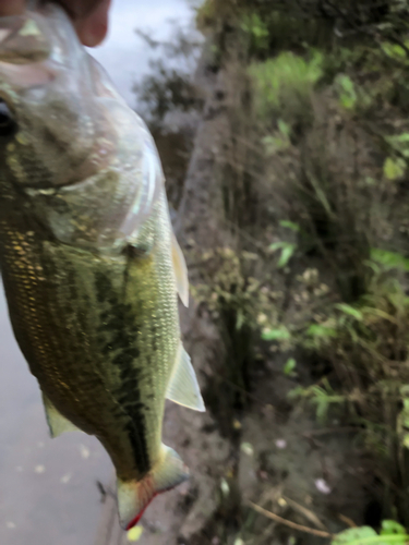 ラージマウスバスの釣果