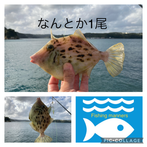 カワハギの釣果