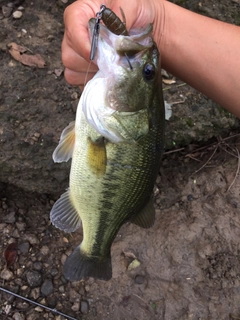 ラージマウスバスの釣果