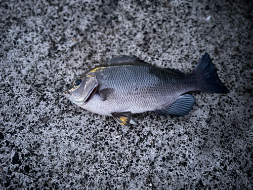 メジナの釣果