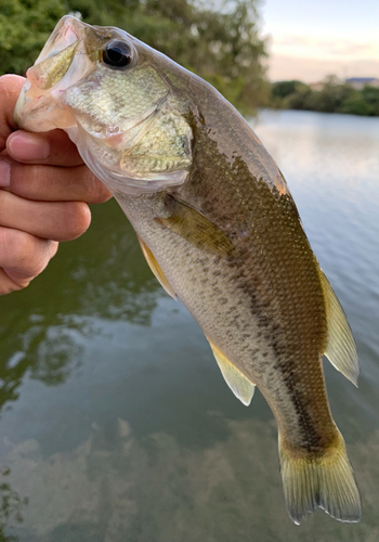 ラージマウスバスの釣果