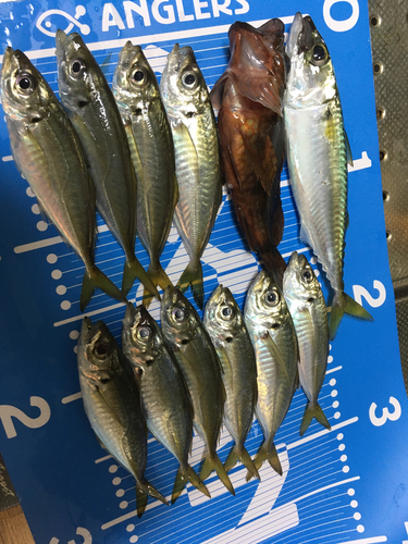 アジの釣果