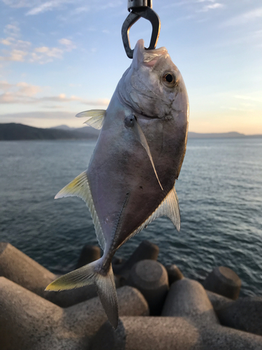 メッキの釣果