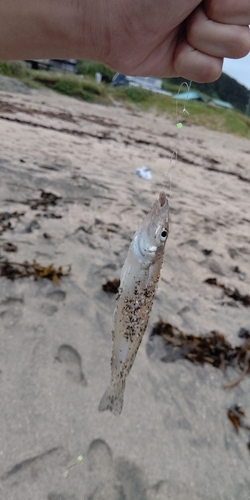 シロギスの釣果