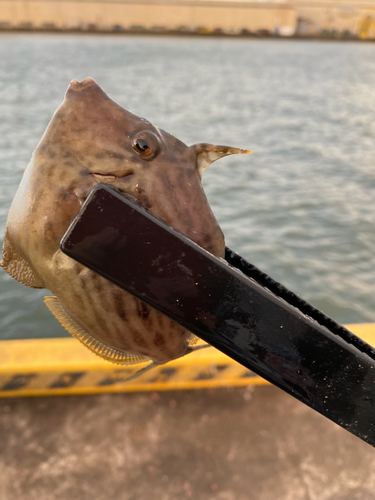 カワハギの釣果