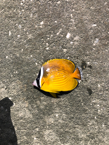 チョウチョウウオの釣果