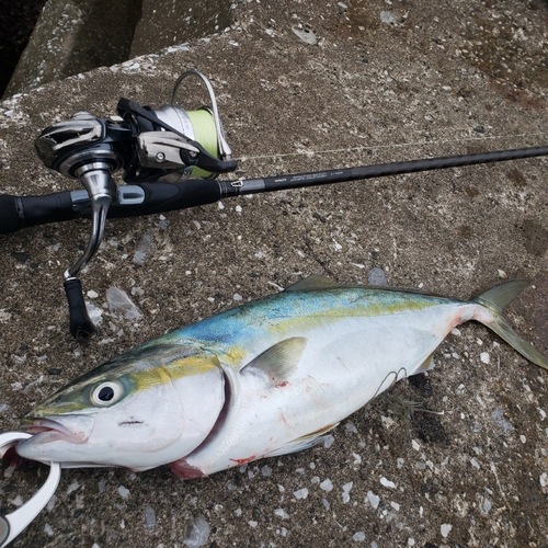 イナダの釣果