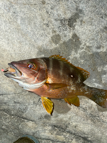 フエダイの釣果