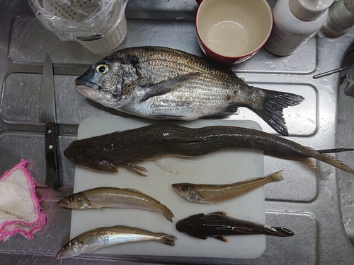 クロダイの釣果