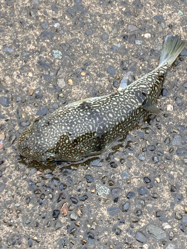 ゴマフグの釣果