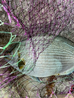 イスズミの釣果