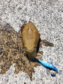 モンゴウイカの釣果