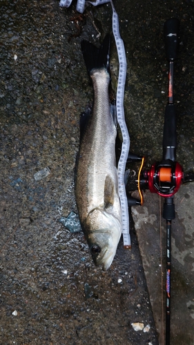 シーバスの釣果