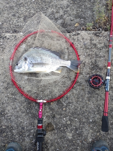 キチヌの釣果