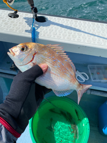 マダイの釣果