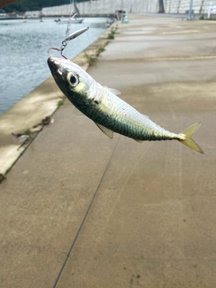 アナハゼの釣果