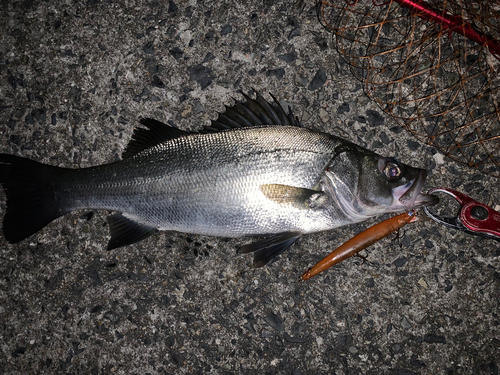 ヒラスズキの釣果