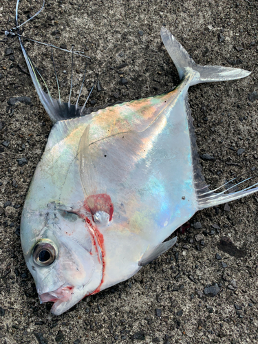 イトヒキアジの釣果