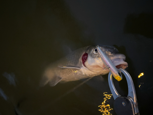 ニゴイの釣果