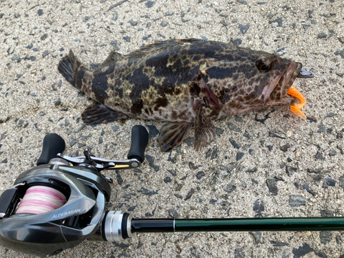 タケノコメバルの釣果