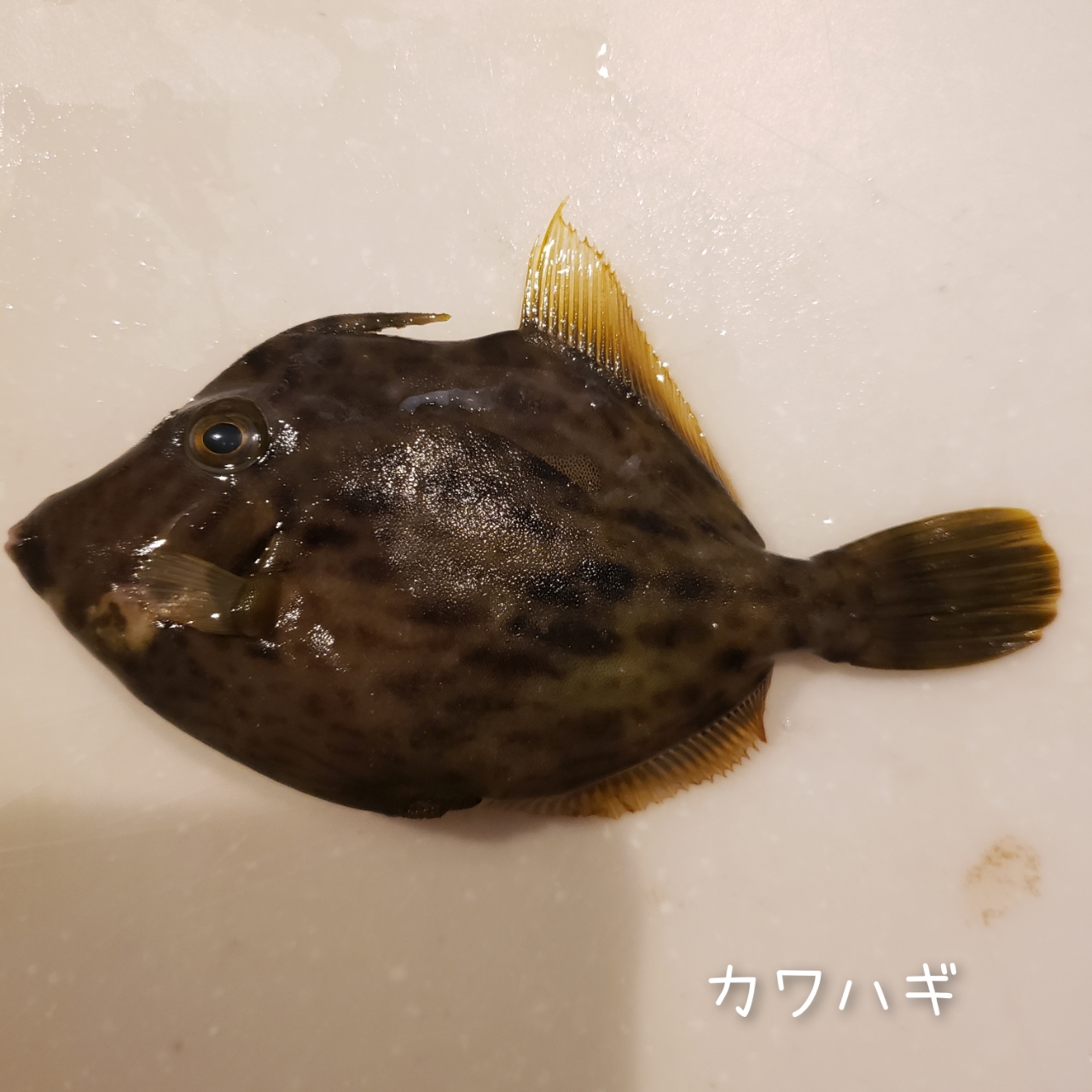 カワハギ