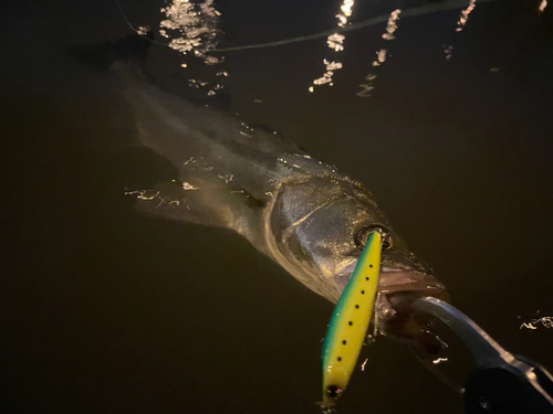 シーバスの釣果