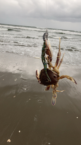 カニの釣果