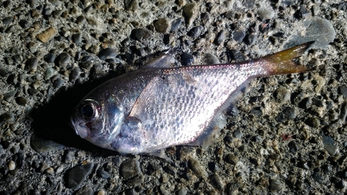 ミナミハタンポの釣果