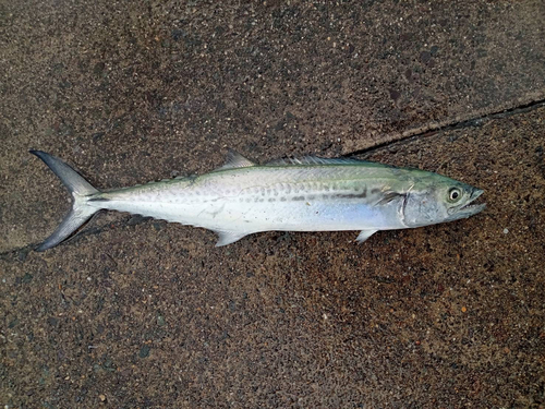 サゴシの釣果