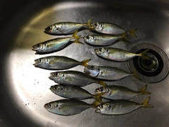 アジの釣果