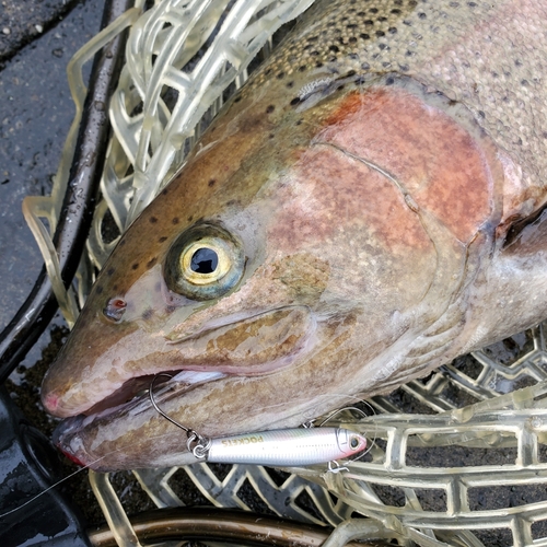 ニジマスの釣果