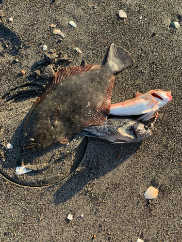 ヒラメの釣果