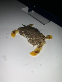 カニの釣果