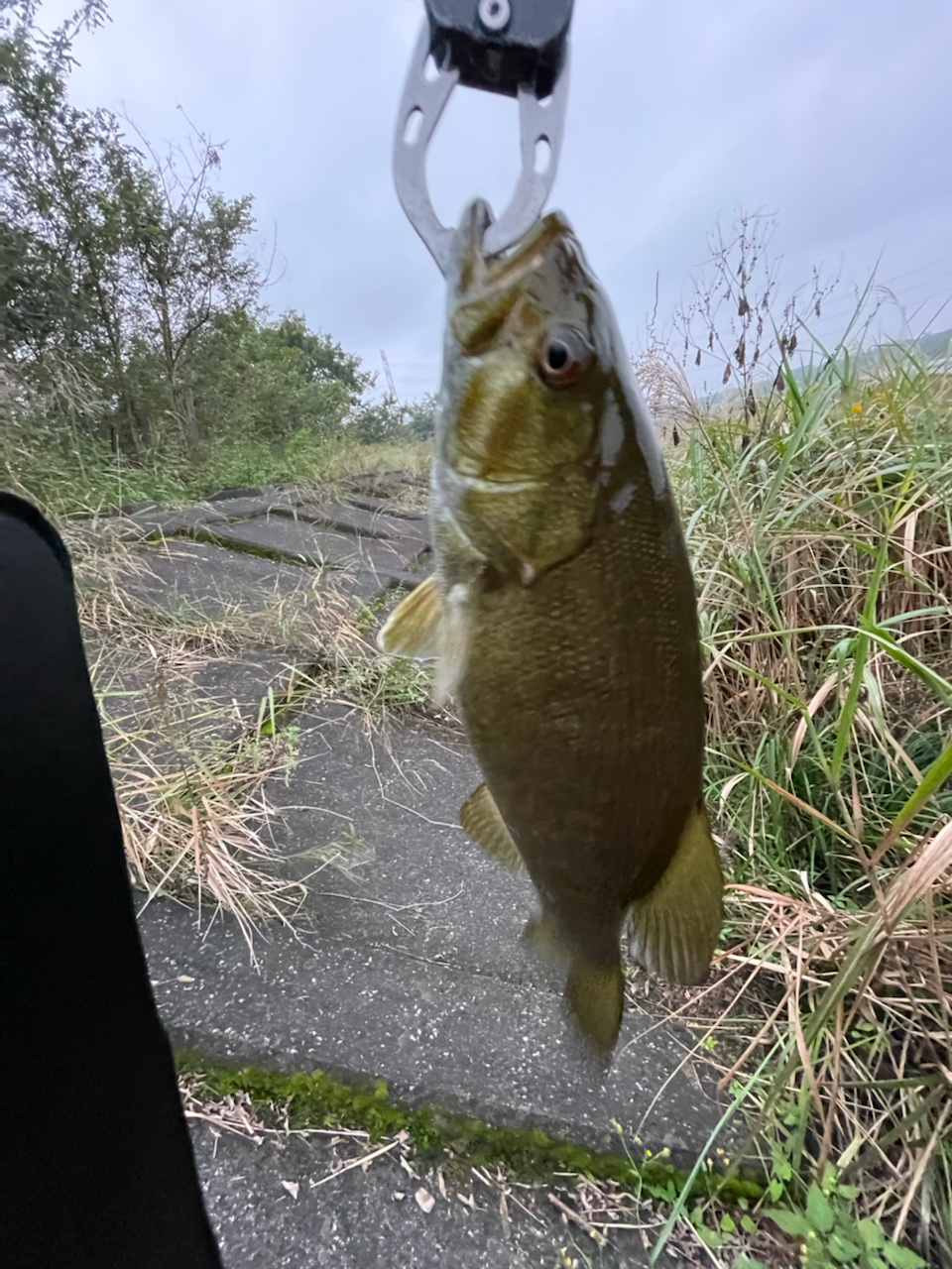 スモールマウスバス