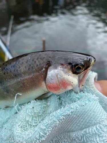 ヤマメの釣果