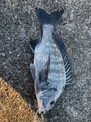 チヌの釣果