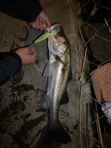 シーバスの釣果