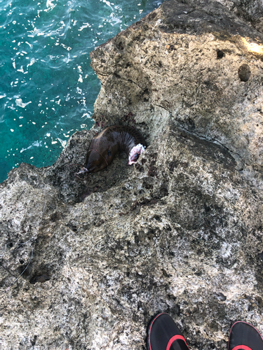 ウツボの釣果