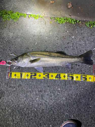 シーバスの釣果