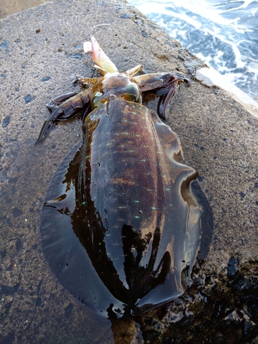 アオリイカの釣果