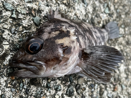 クロソイの釣果