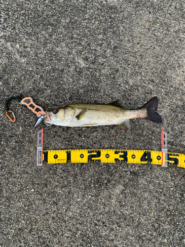 シーバスの釣果