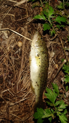 ブラックバスの釣果