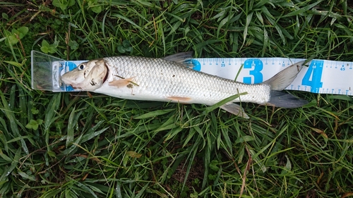 ニゴイの釣果