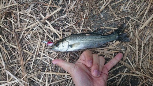 セイゴ（タイリクスズキ）の釣果