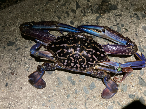 タイワンガザミの釣果