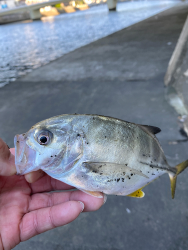 メッキの釣果